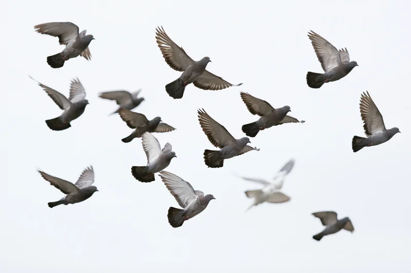 Flock of pigeons in mid-flight against overcast sky