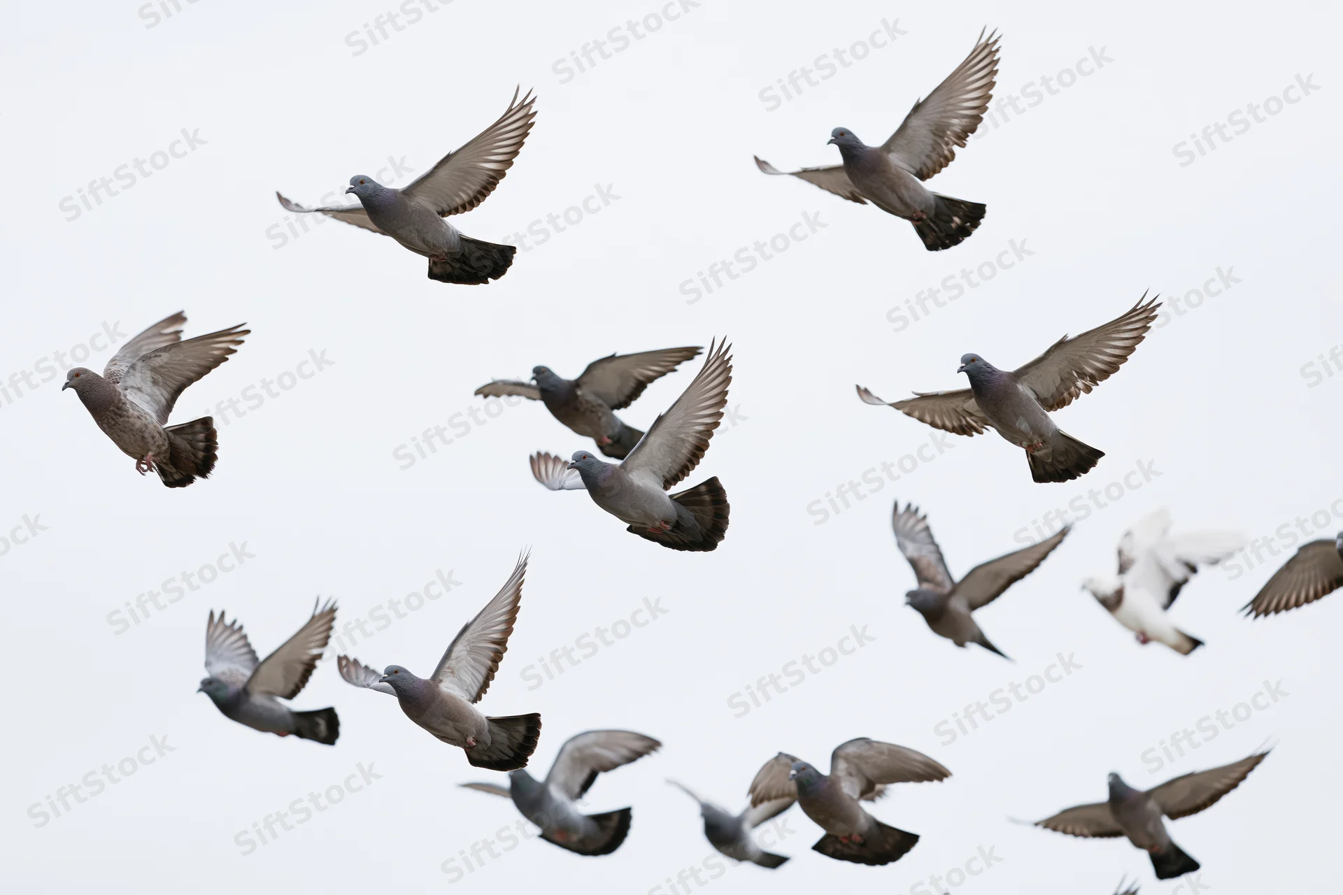 Flock of pigeons in mid-flight against an overcast sky
