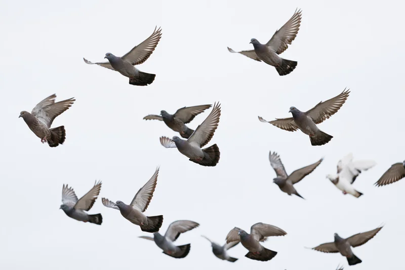 Flock of pigeons in mid-flight against an overcast sky