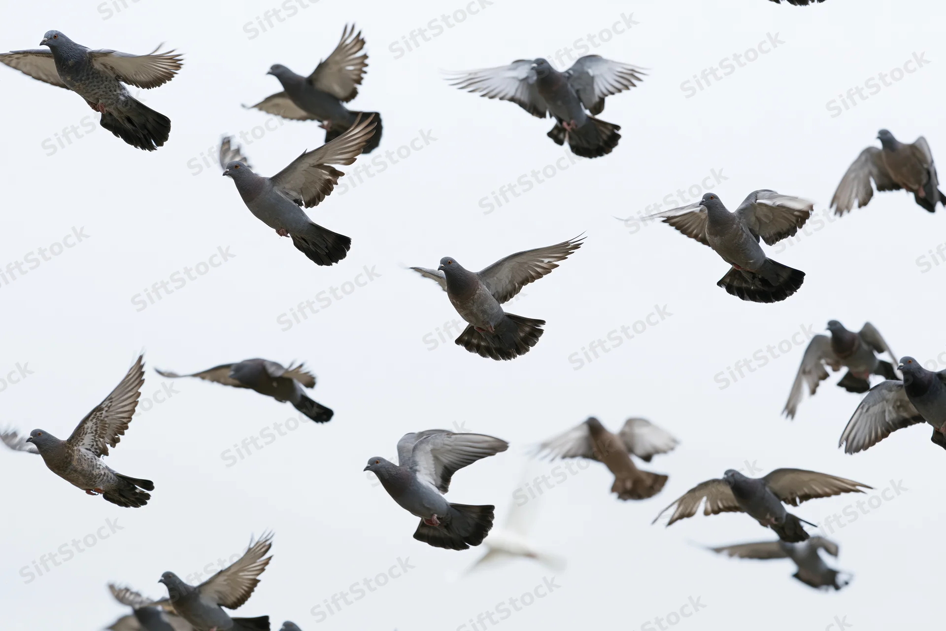 Flock of pigeons in mid-flight against an overcast sky