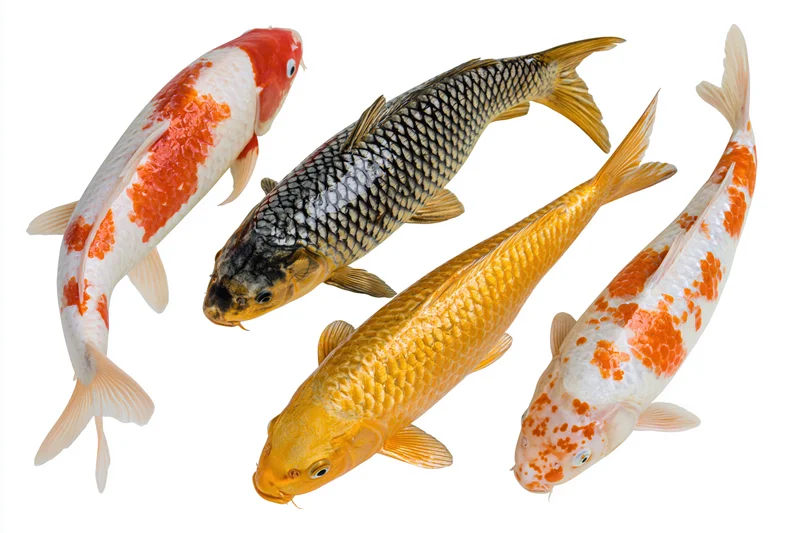 Four koi fish swimming in a loose group against a plain white background
