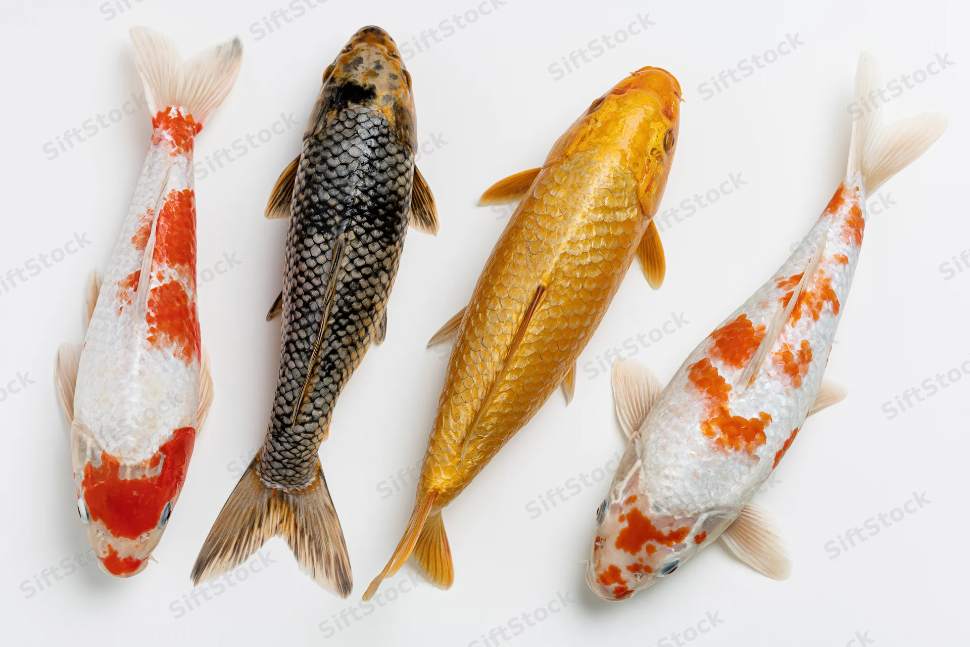 Four koi fish arranged in a loose group on a white background