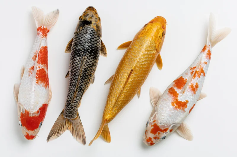Four koi fish arranged in a loose group on a white background