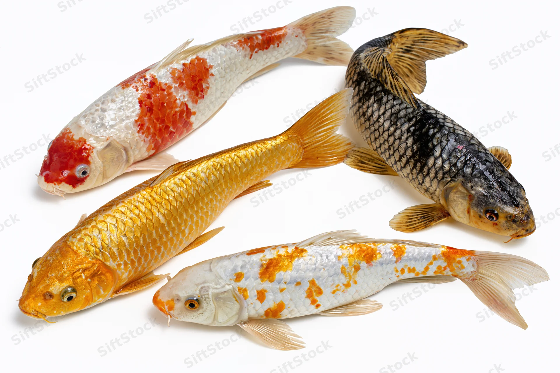 Four koi fish arranged in a loose group against a plain white background