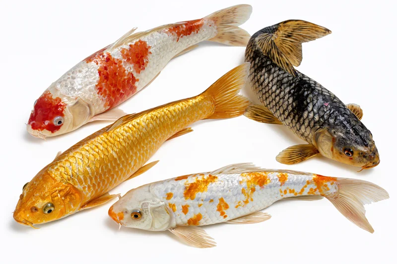 Four koi fish arranged in a loose group against a plain white background