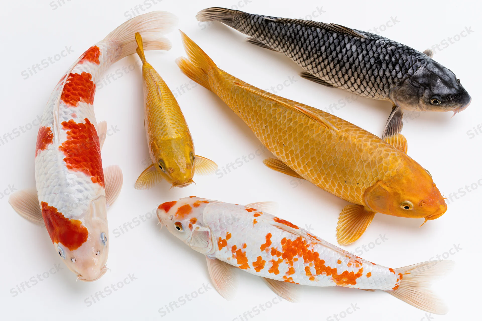 Five koi fish arranged in a loose group on a plain white surface