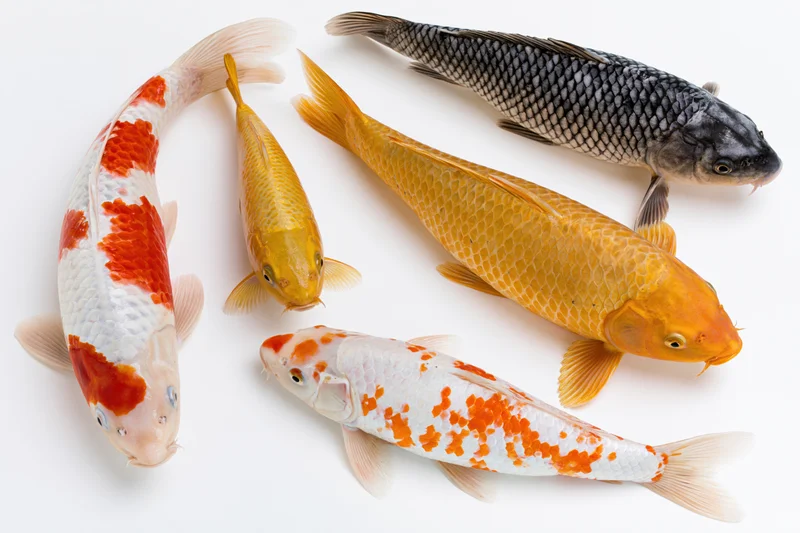 Five koi fish arranged in a loose group on a plain white surface