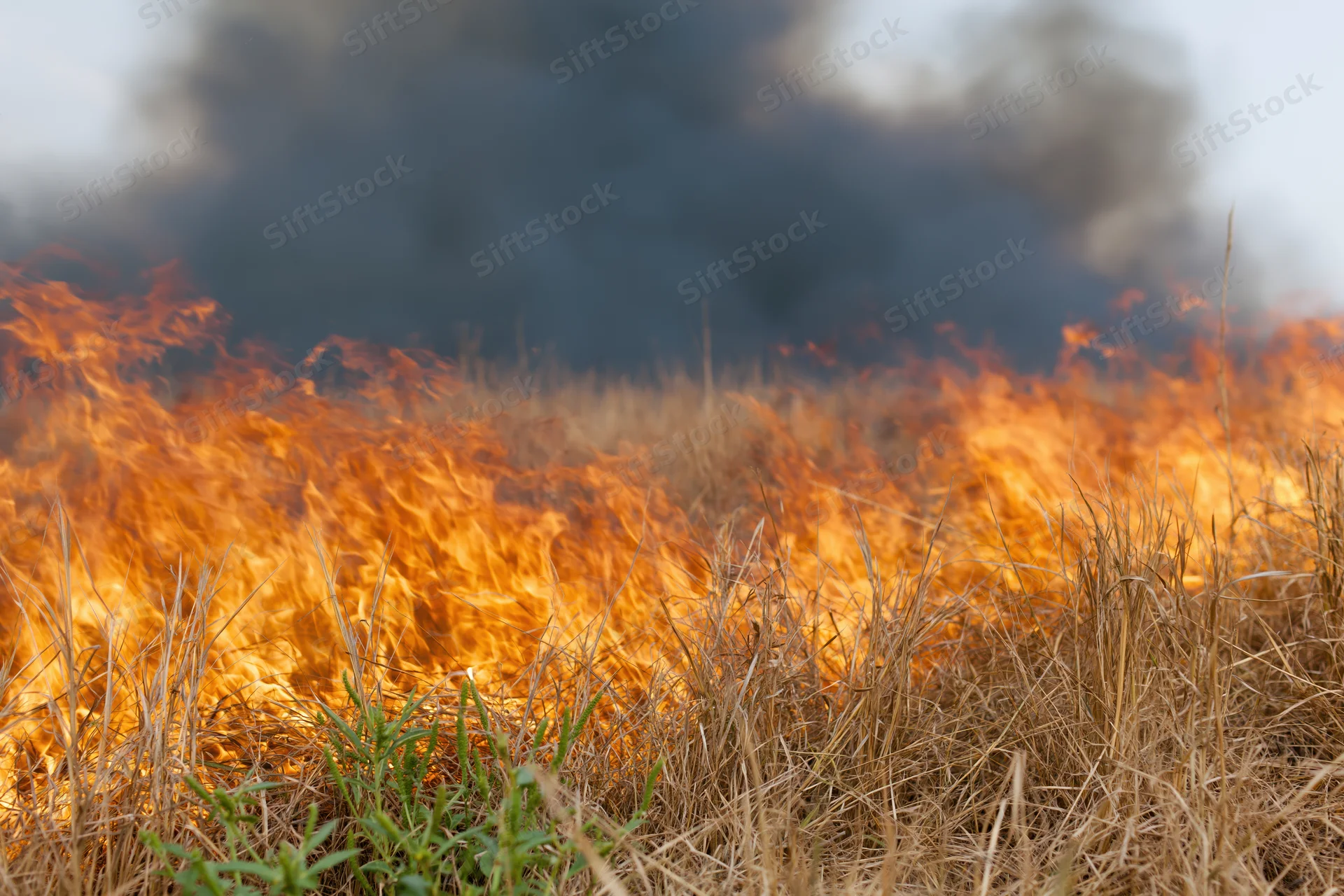Flames burning across dry grass in an open field with thick smoke rising