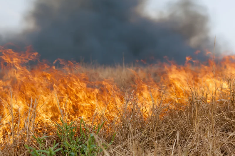Grass fire burning across a dry field wall of flames consuming
