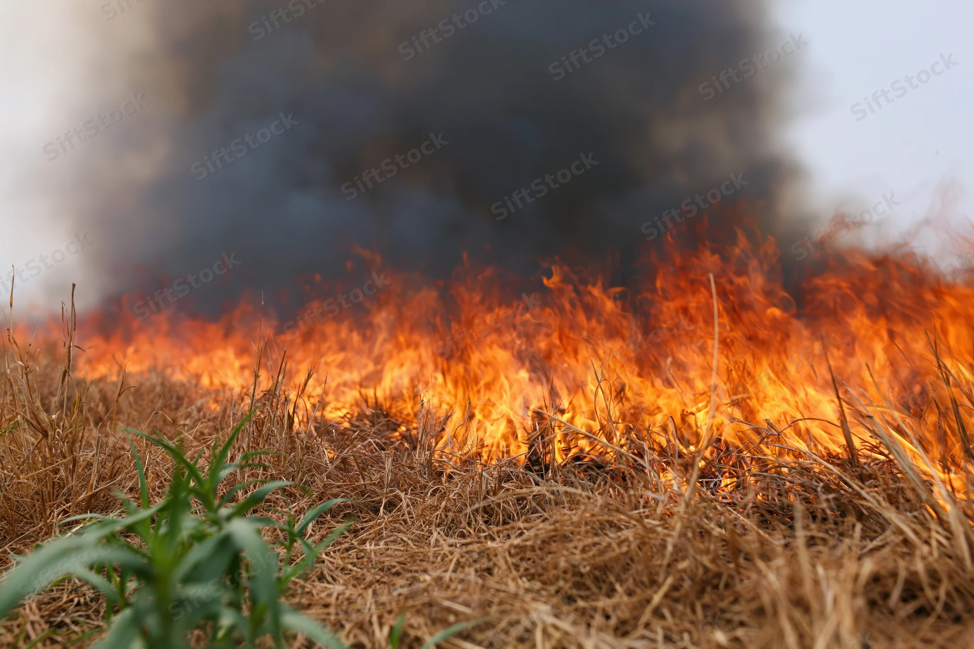 Flames burning across dry grass in a field with smoke rising into the sky