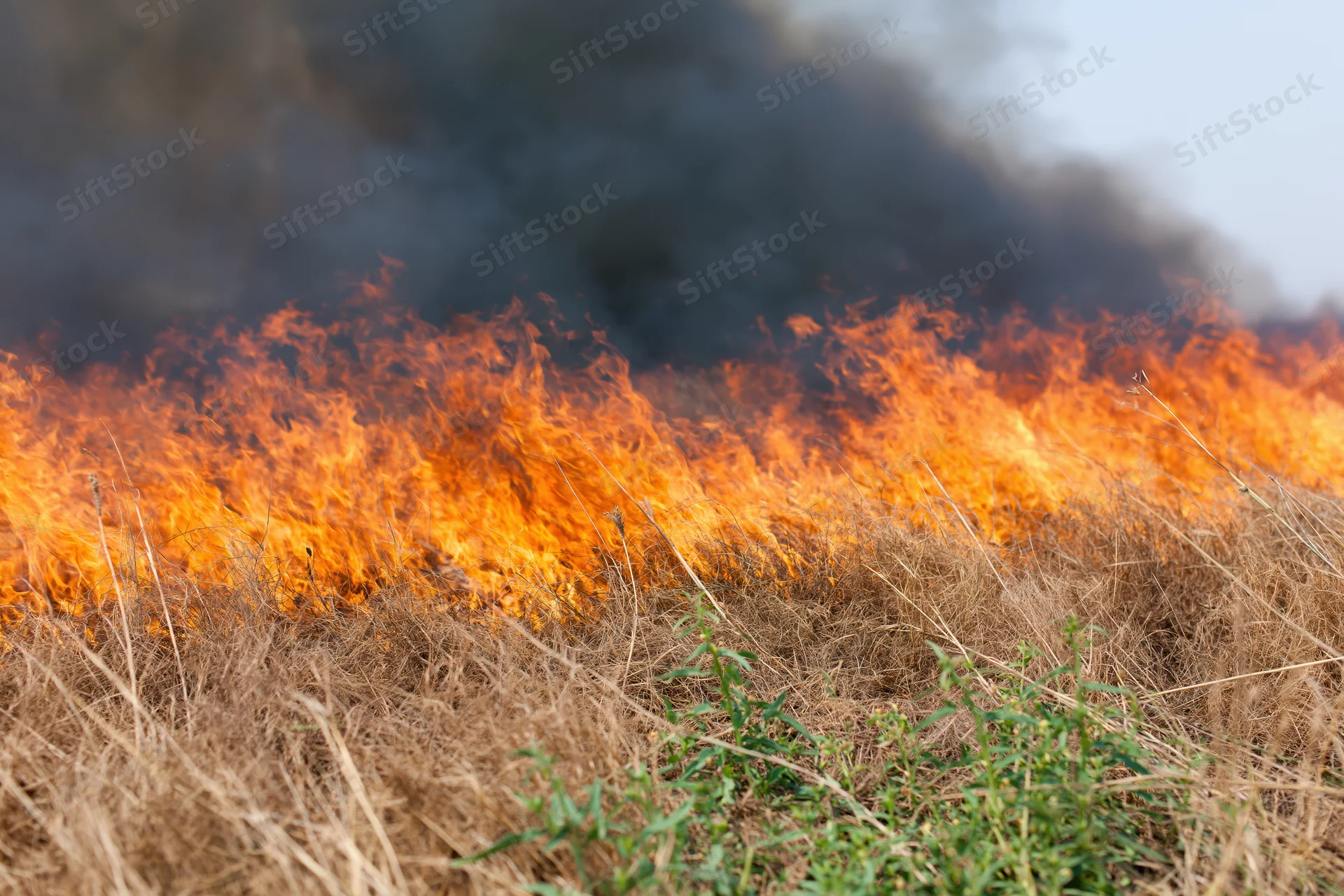Flames burning across a dry grass field with thick black smoke rising