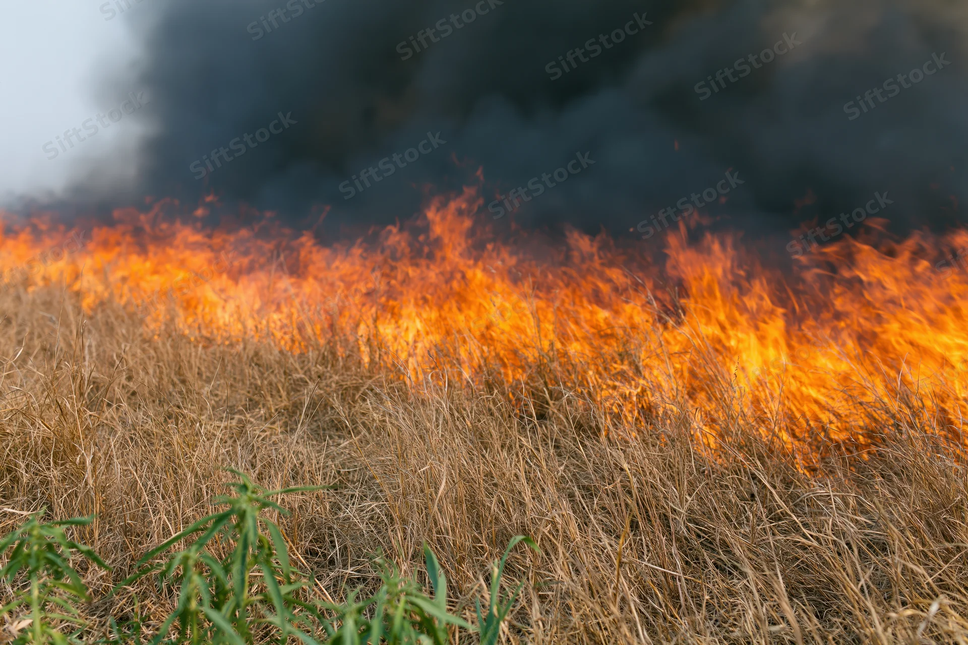 Wall of flames burning across dry grass field with black smoke rising