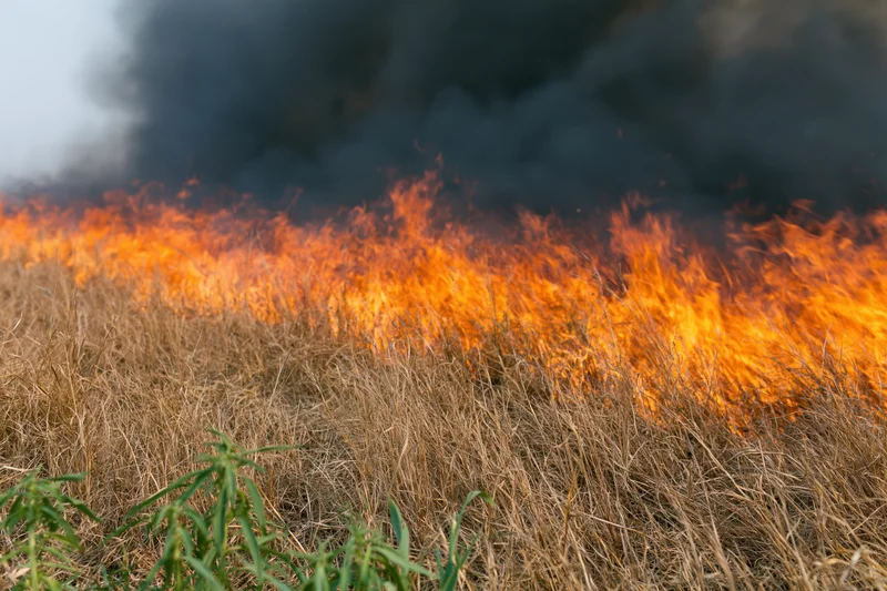 Wall of flames burning across dry grass field with black smoke rising