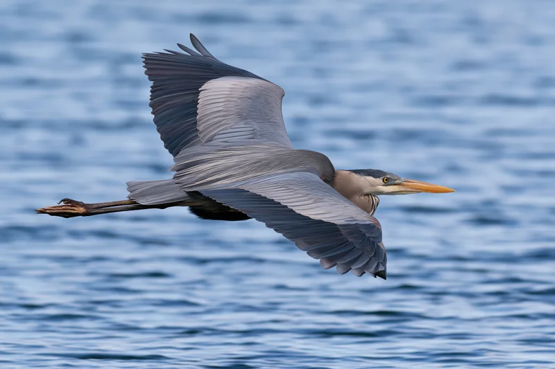Great blue heron gliding with wings extended over water