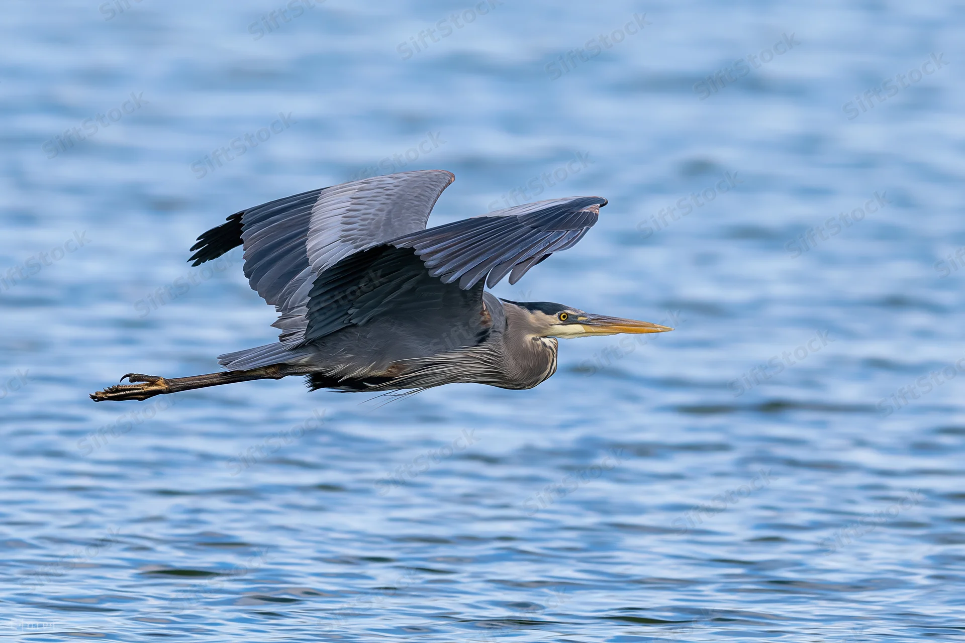 Great blue heron gliding with wings extended over water