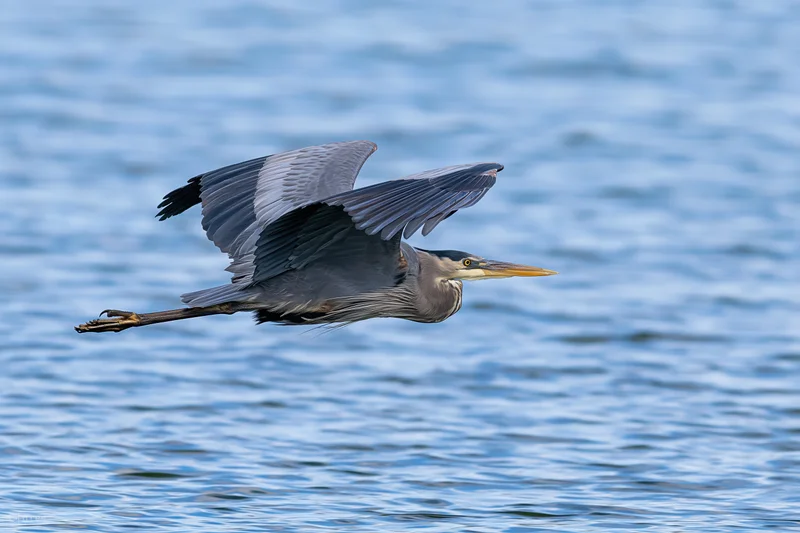 Great blue heron gliding with wings extended over water