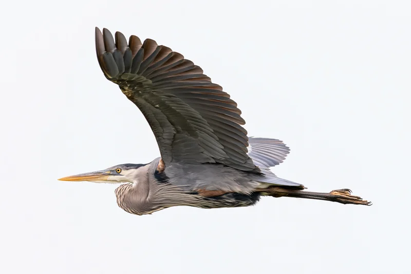 Great blue heron in mid-flight with wings fully extended against white background
