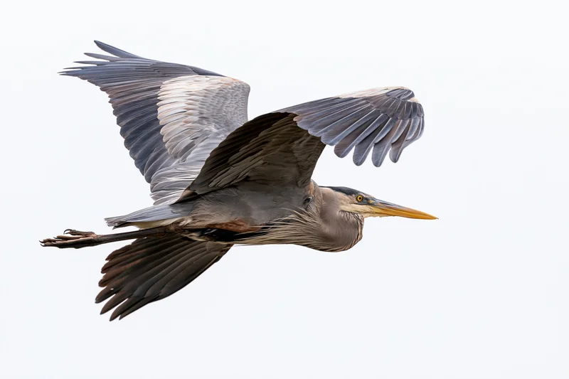 Great blue heron in mid-flight with wings fully extended isolated on white