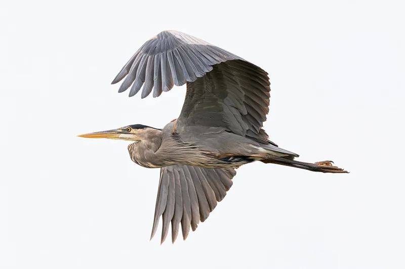 Great blue heron in mid-flight with wings fully extended against white background