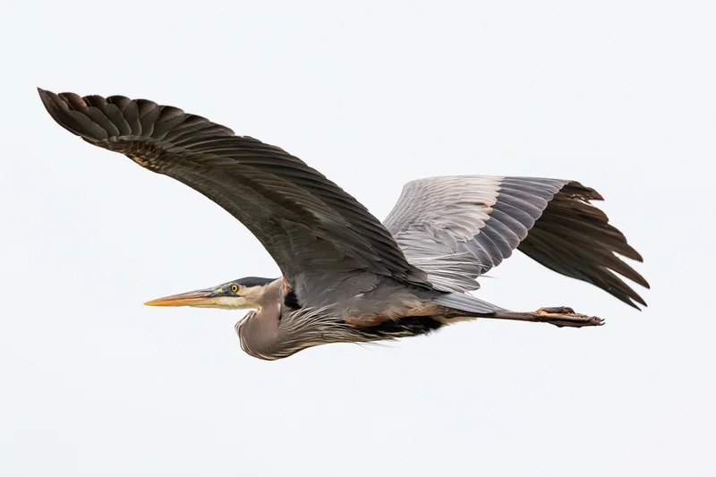 Great blue heron in mid-flight with wings fully extended against white background