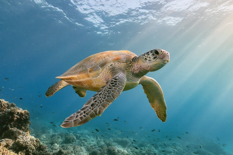 Green sea turtle swimming over shallow coral reef in clear blue water