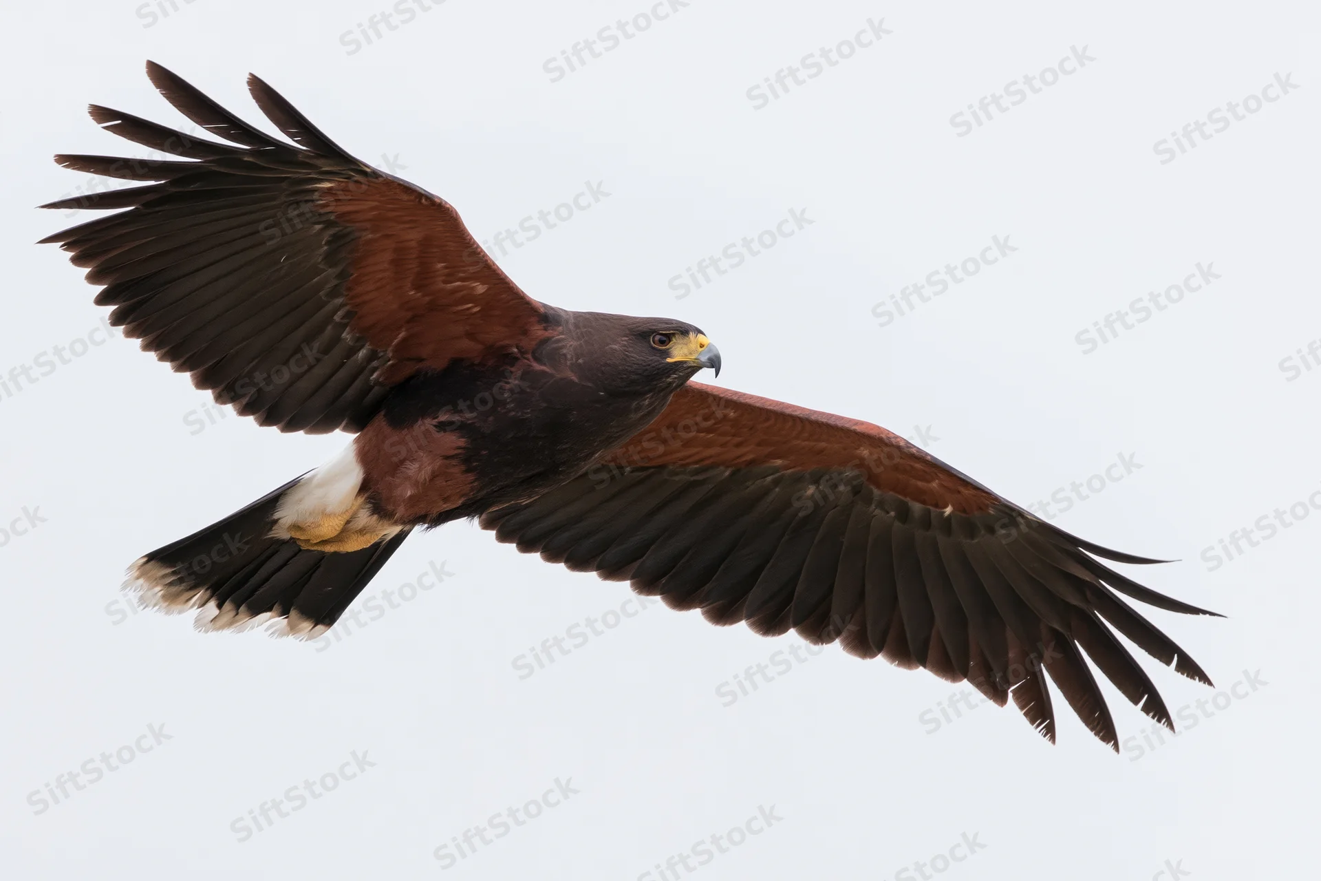Hawk in mid-flight with wings fully spread against a plain sky background