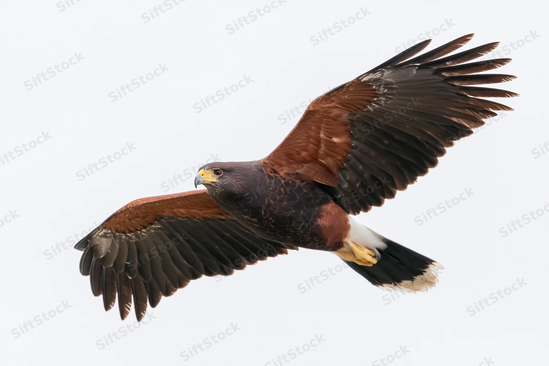 Hawk in mid-flight with wings fully spread against white background