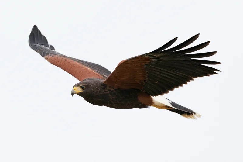 Hawk in mid-flight with wings fully spread against white background