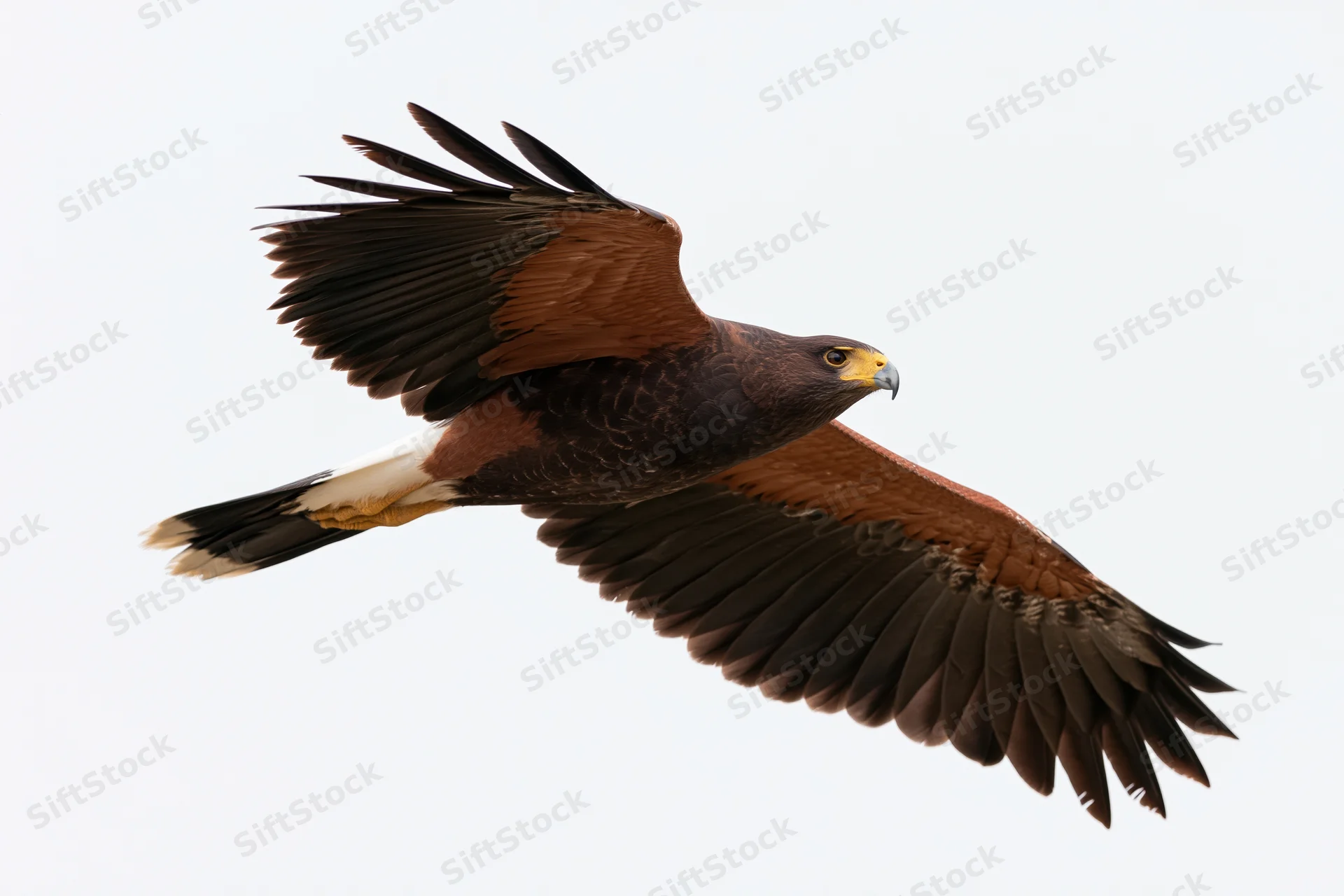 Hawk in mid-flight with wings fully spread against a plain sky background