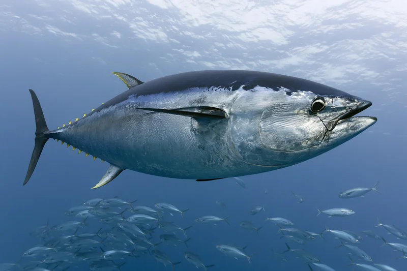 Large atlantic bluefin tuna swimming horizontally in open ocean with school of fish below