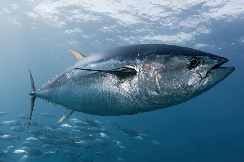 Large atlantic bluefin tuna swimming horizontally through open ocean with school of fish below