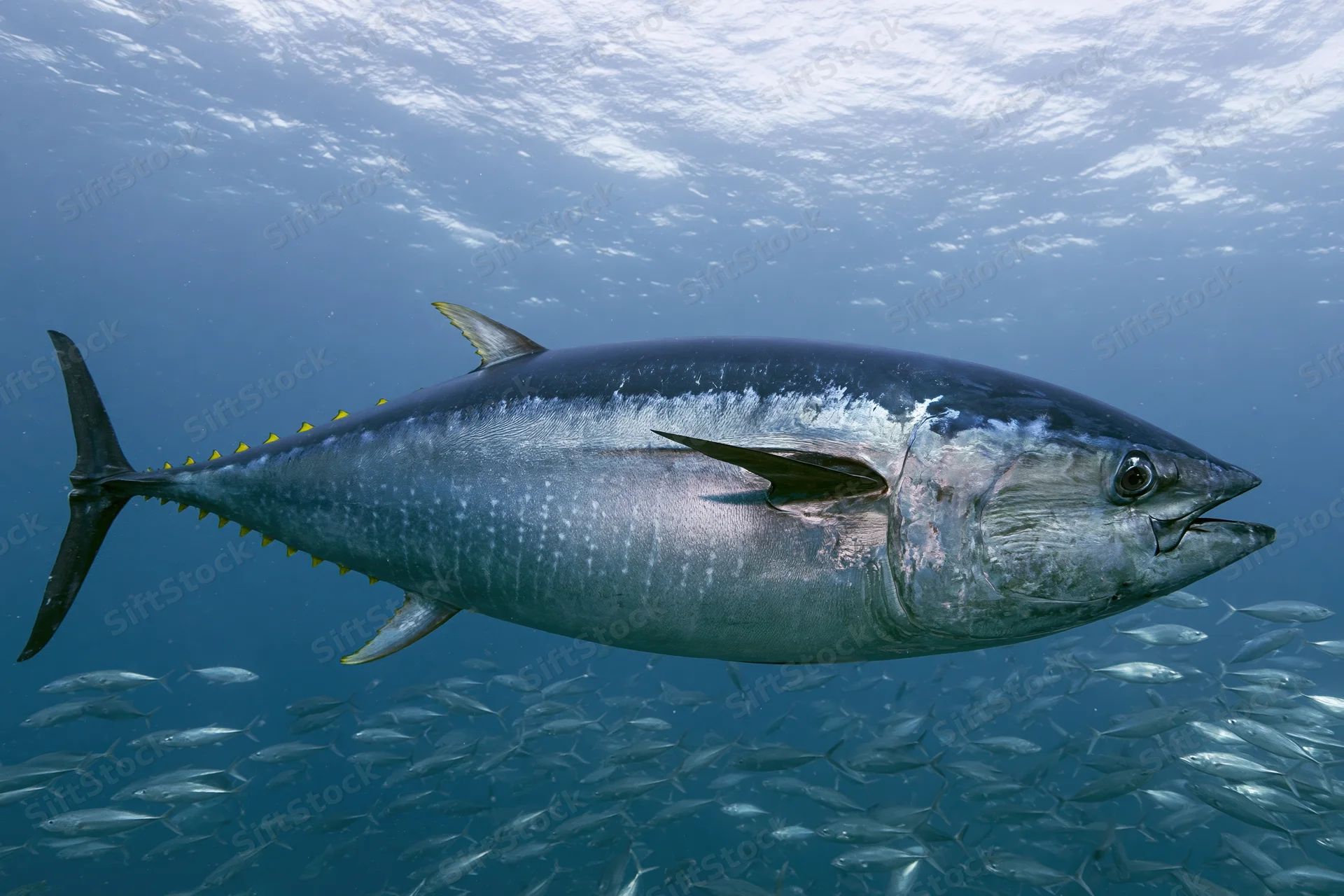Large atlantic bluefin tuna swimming horizontally through open ocean with school of fish below