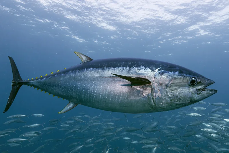 Large atlantic bluefin tuna swimming horizontally through open ocean with school of fish below