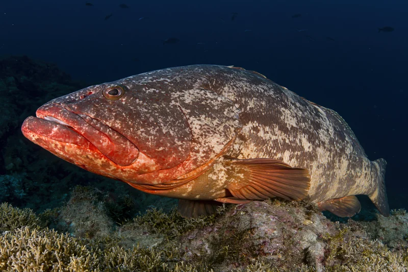 Large grouper fish resting motionless above rocky reef in deep ocean water