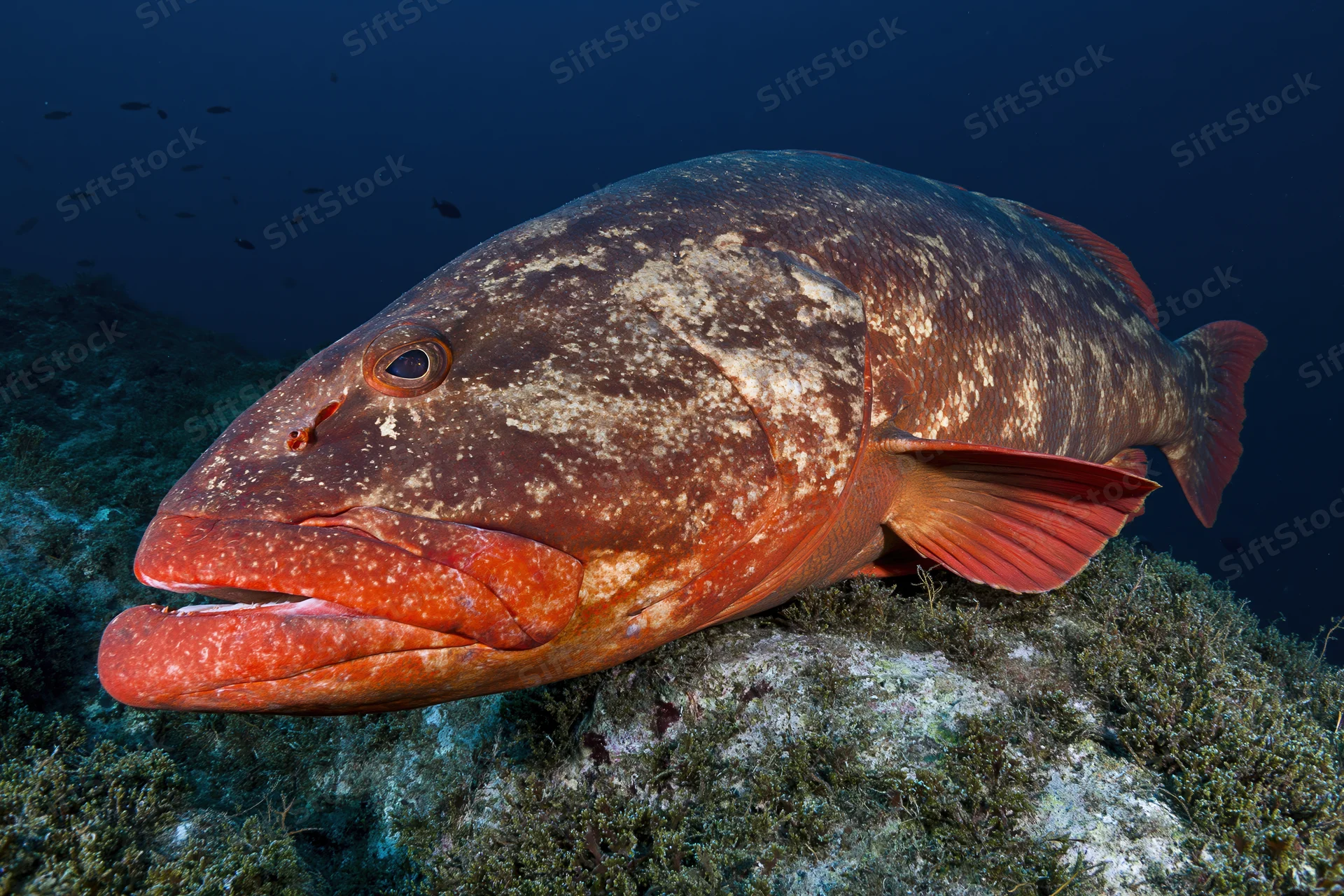 Large grouper resting motionless above rocky reef underwater