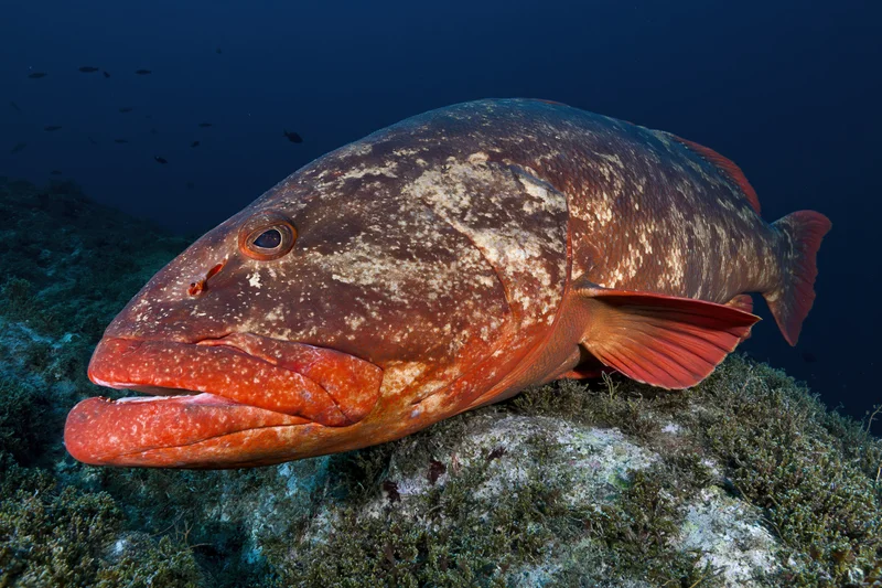 Large grouper resting motionless above rocky reef underwater