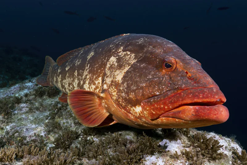 Large grouper resting motionless above rocky reef in dark ocean water