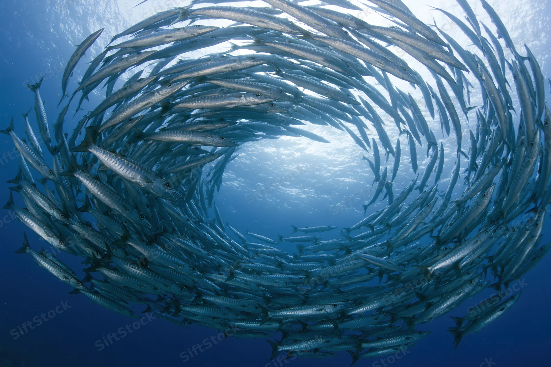 School of barracuda swimming in tight spiral formation underwater