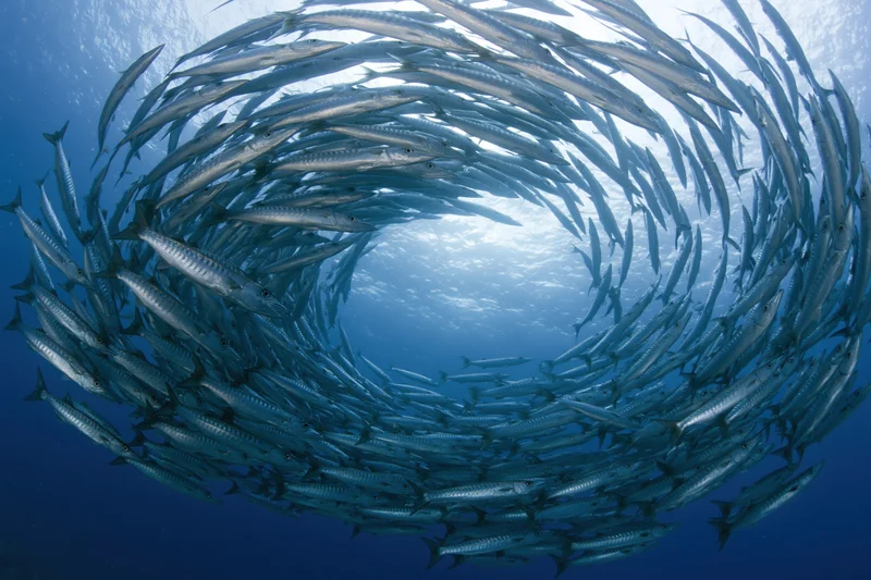 School of barracuda swimming in tight spiral formation underwater