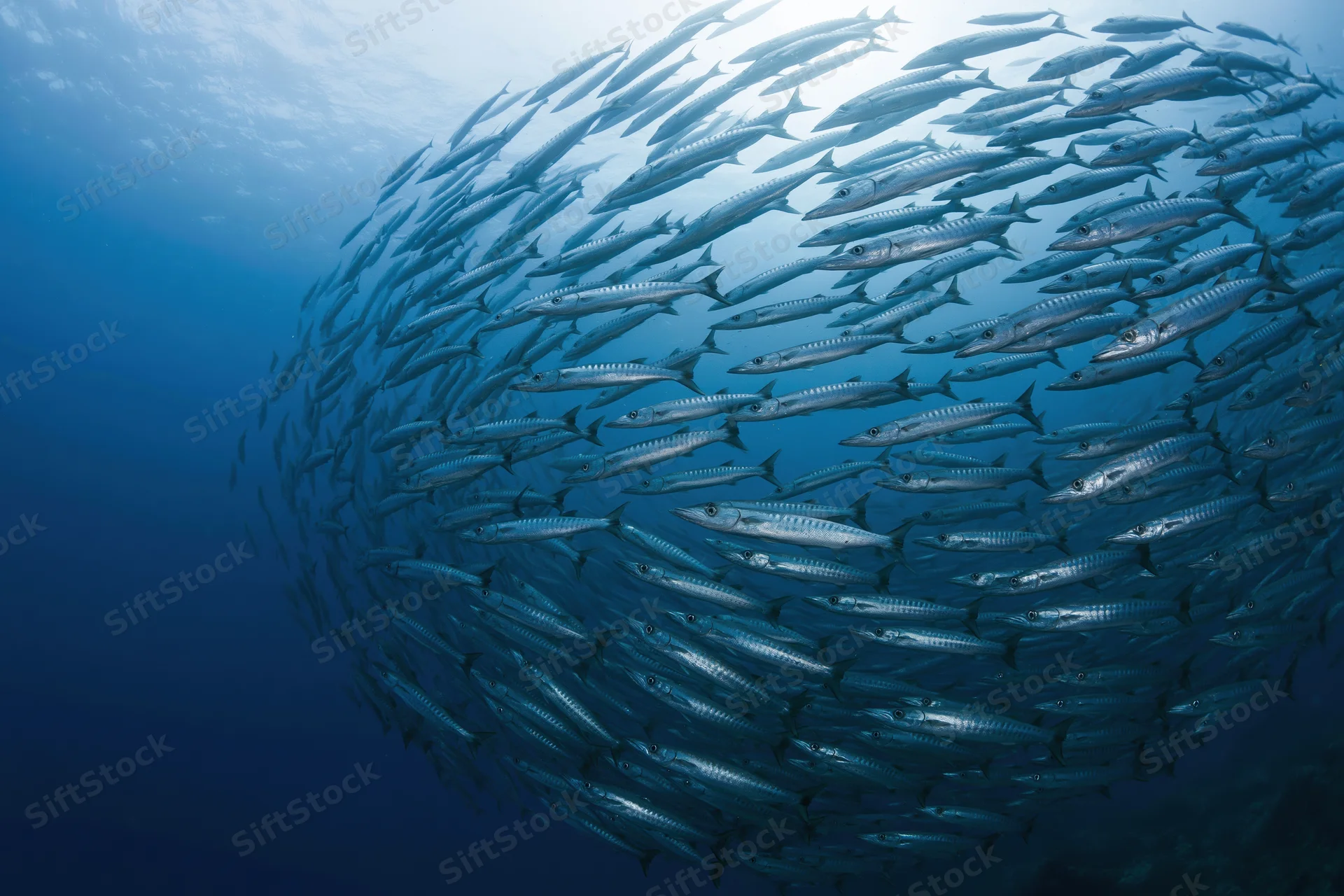 Large school of barracuda swimming in a tight spiral formation underwater in the ocean