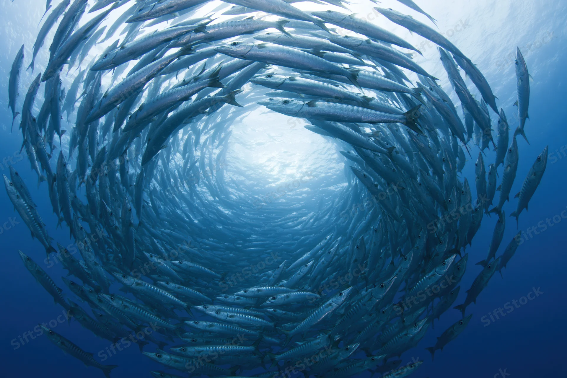School of barracuda swimming in tight spiral formation underwater in deep ocean
