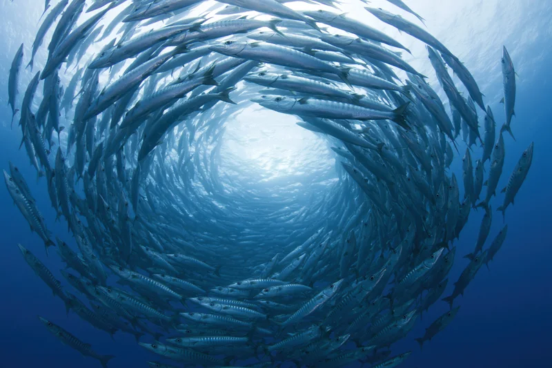 School of barracuda swimming in tight spiral formation underwater in deep ocean