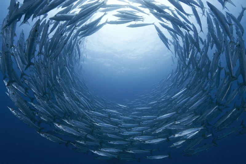 School of barracuda swimming in tight spiral formation underwater