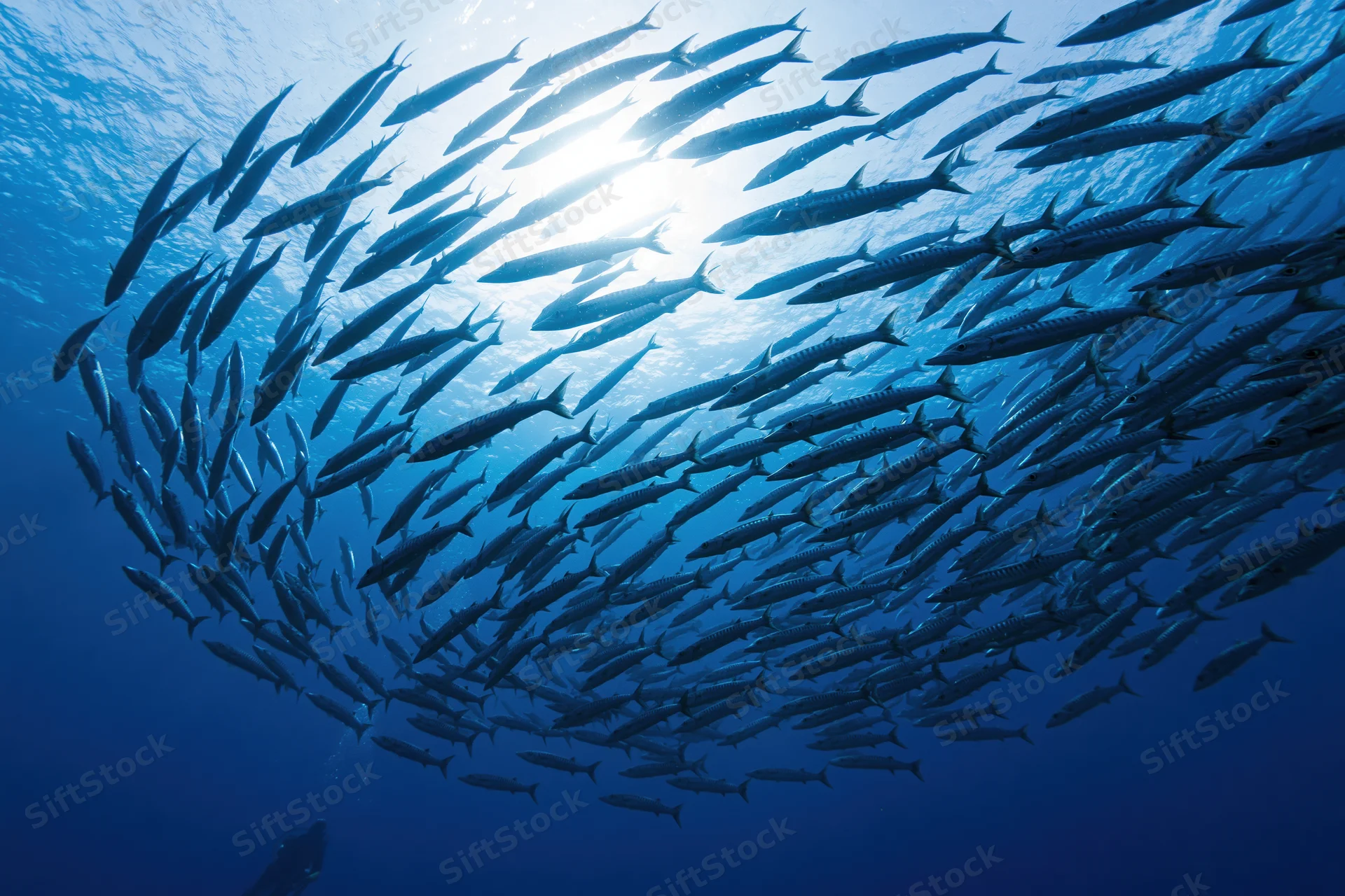 Large school of barracuda swimming in loose oval formation underwater in deep blue ocean with sunlight filtering from above