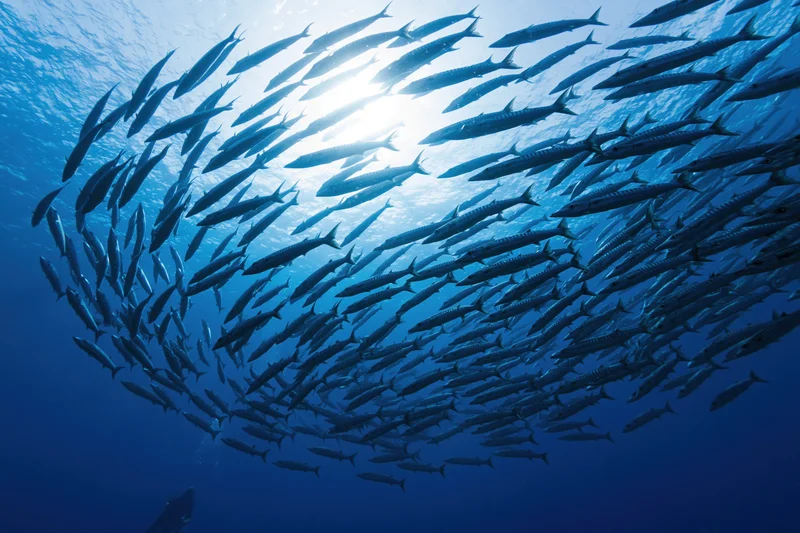 Large school of barracuda swimming in loose oval formation underwater in deep blue ocean with sunlight filtering from above