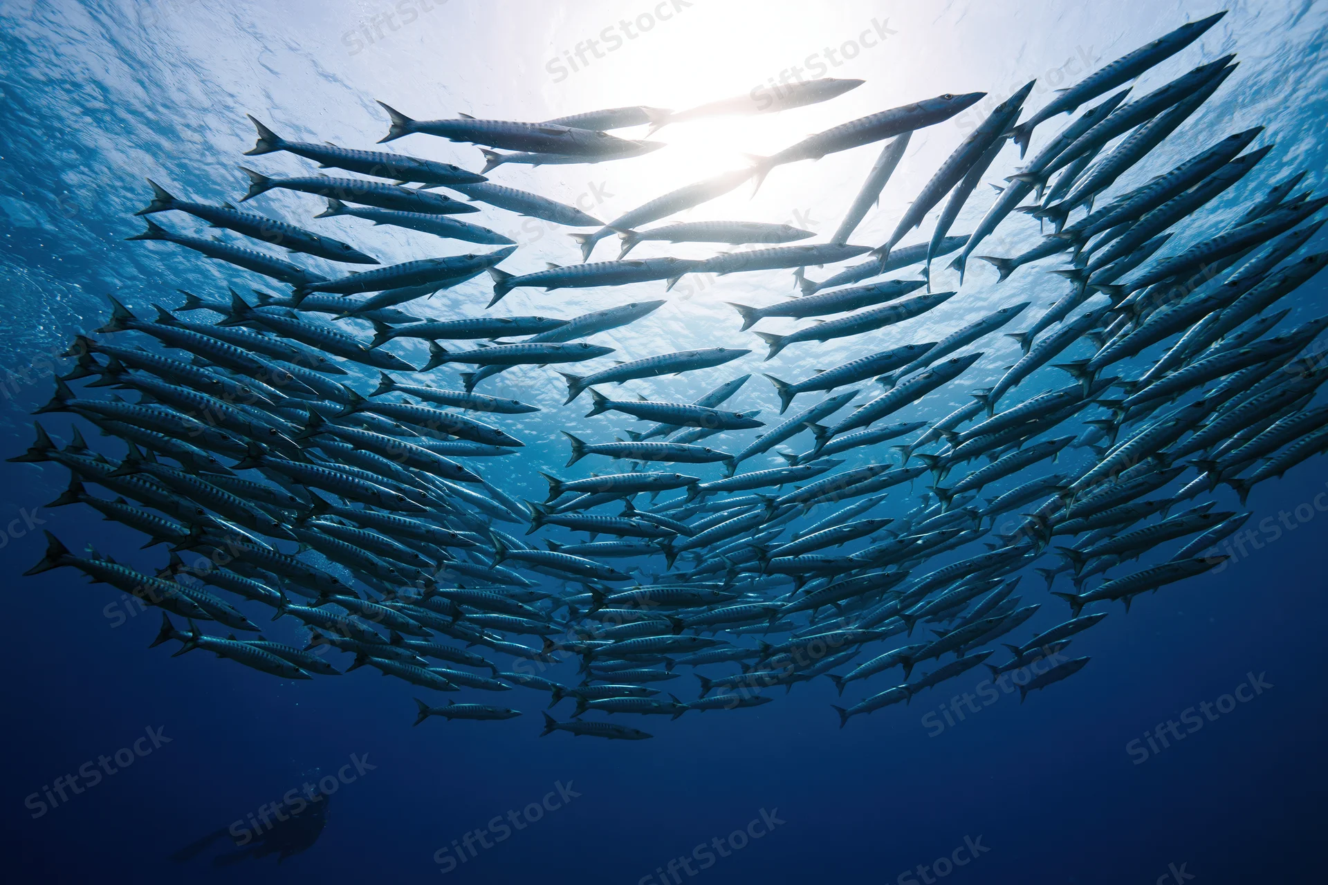 Large school of barracuda swimming in loose oval formation underwater in deep blue ocean with sunlight filtering from above