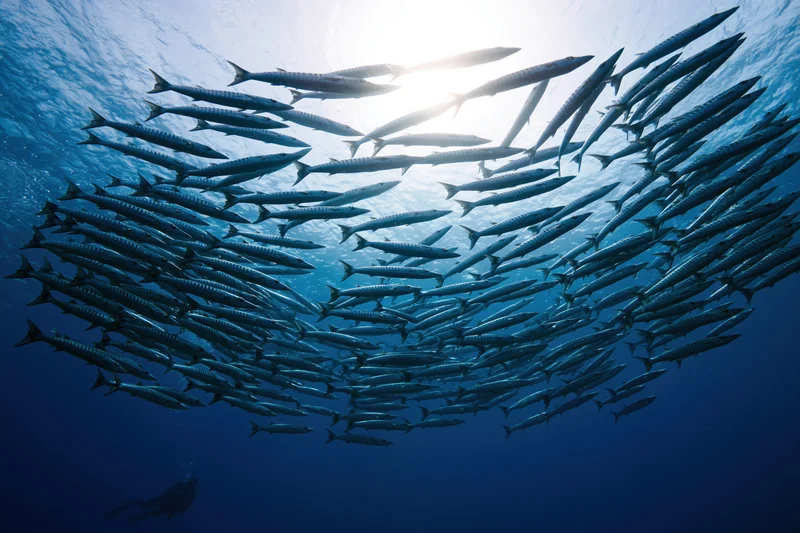 Large school of barracuda swimming in loose oval formation underwater in deep blue ocean with sunlight filtering from above
