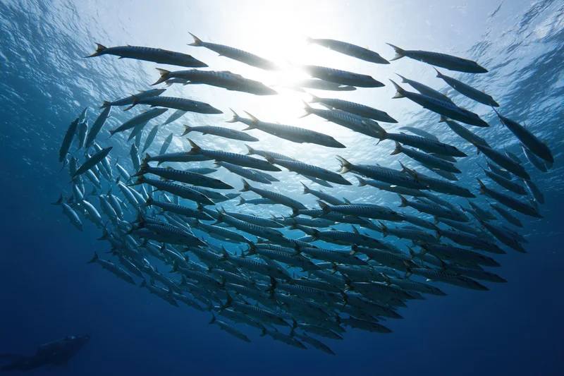 Large school of barracuda swimming in oval formation underwater in deep blue ocean with sunlight filtering through surface
