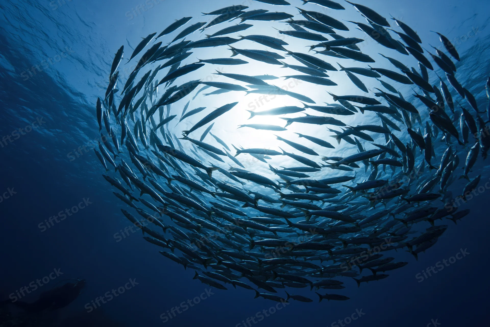 School of barracuda swimming in oval formation underwater in deep ocean