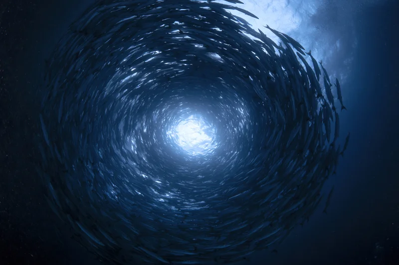 Large school of barracuda swimming in a tight spiral formation underwater toward the sunlit surface